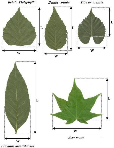 leaf length to width ratio